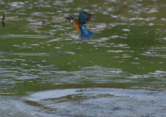 ダイブ　７/３０