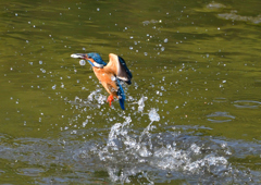 魚を・・・・　５/２❻