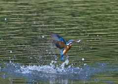 いつもの公園　６/５❾