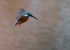 雄のホバリング❶