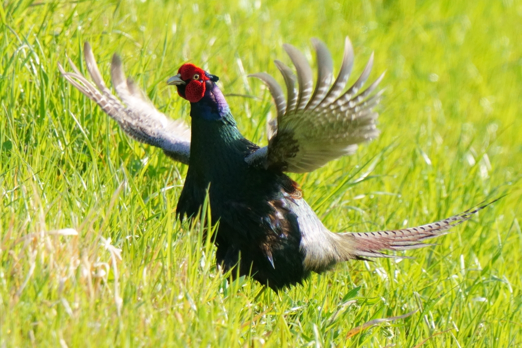 キジ　３/３１❷