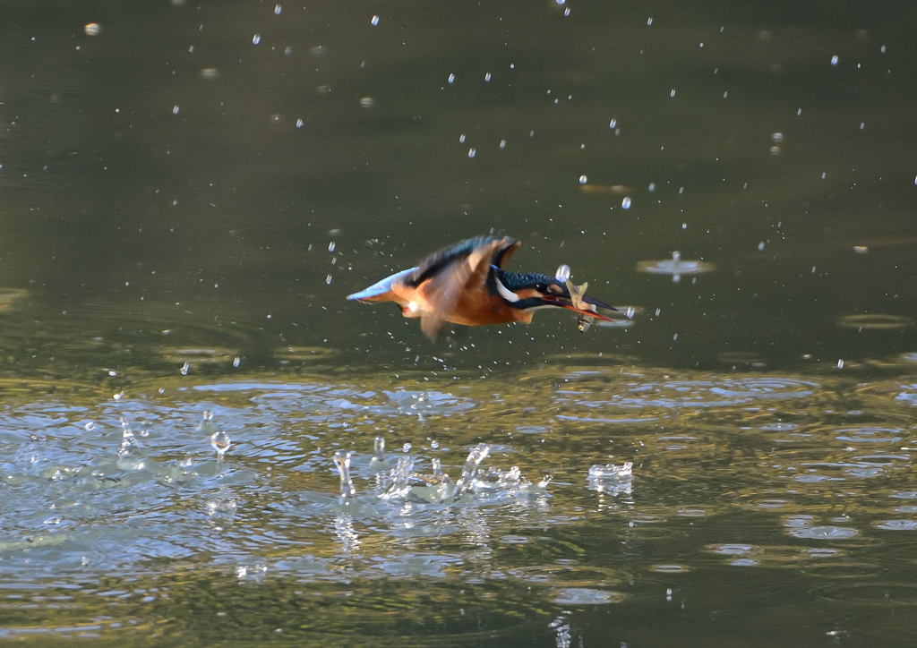 水飛沫　１１/１８❹