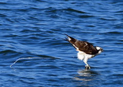 ミサゴ（噴射）　１/６❹