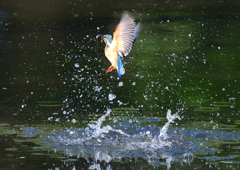 ダイブ　８/１３❽