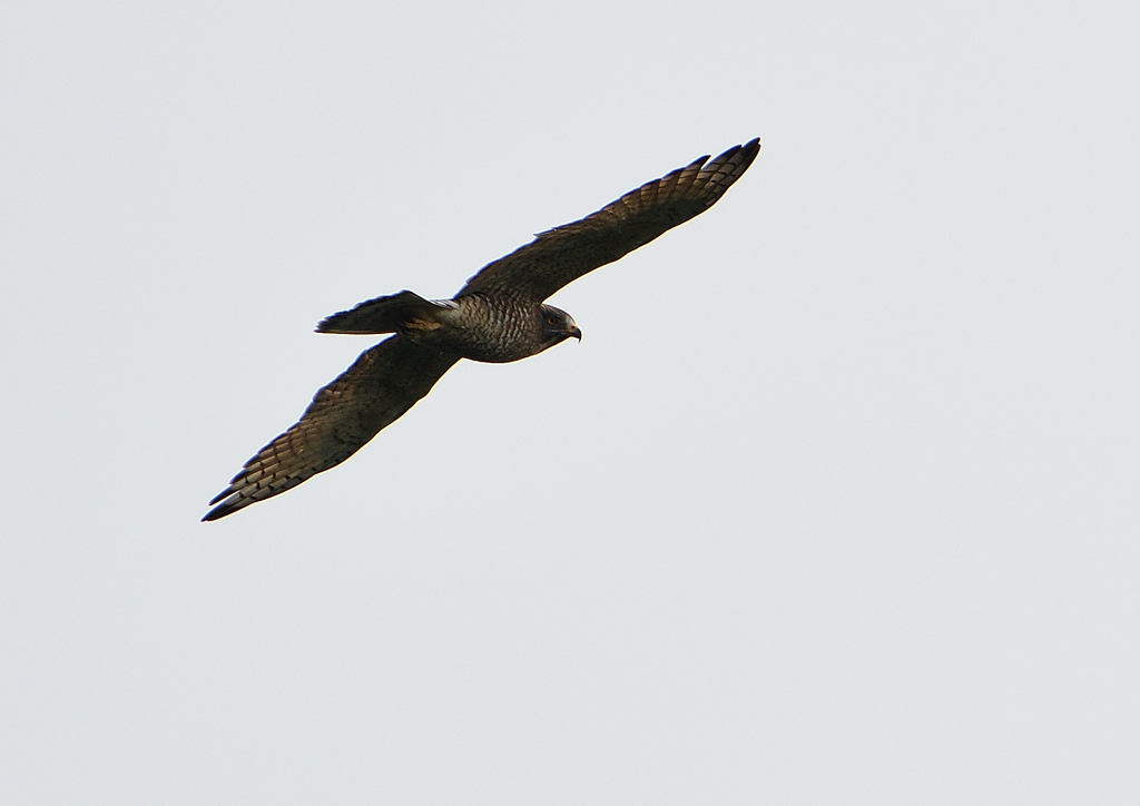 サシバの飛翔　９/２７❺