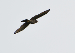 サシバの飛翔　９/２７❺