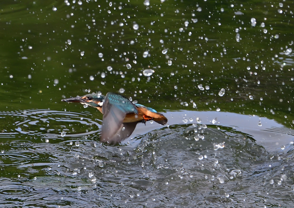 水飛沫　７/３１①