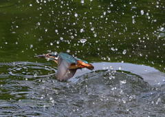 水飛沫　７/３１①