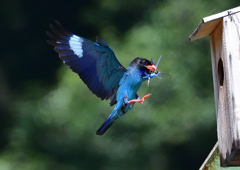 ブッポウソウ　７/２❷