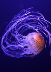 アカクラゲ　８/７