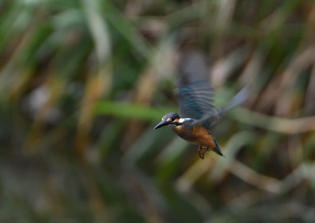 若鳥ホバる　７/９❷