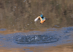 魚を・・・・❶