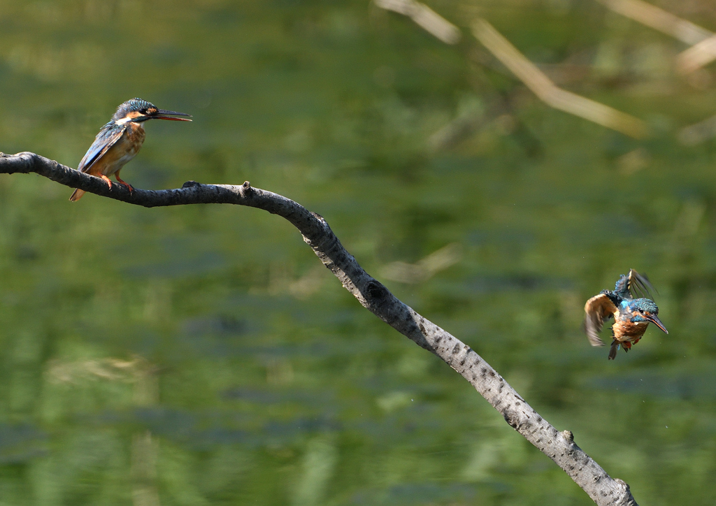 2羽のカワセミ　８/２５❷
