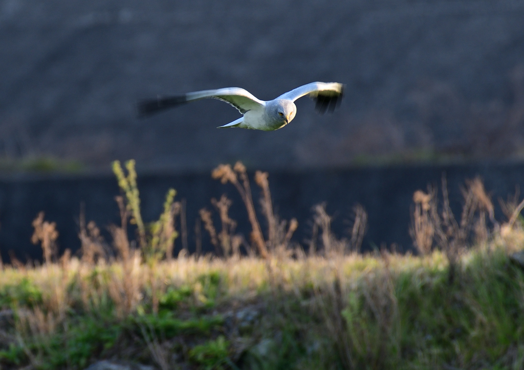 _190301_165659 DSC_3288