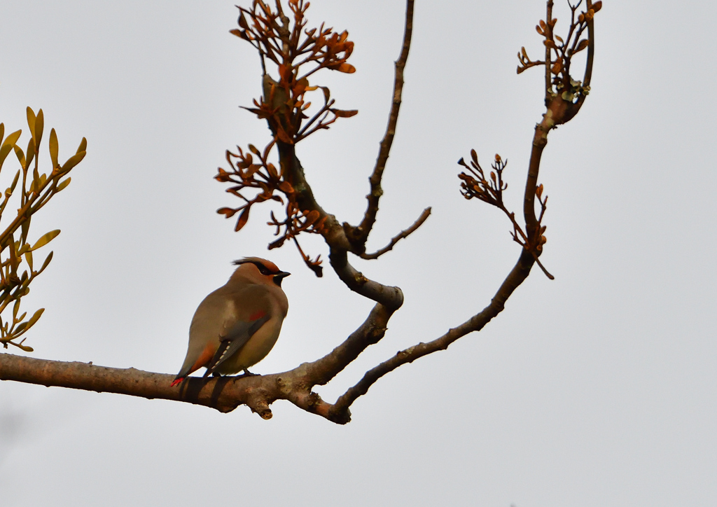 ヒレンジャ　２/１８❸