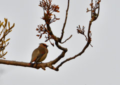 ヒレンジャ　２/１８❸