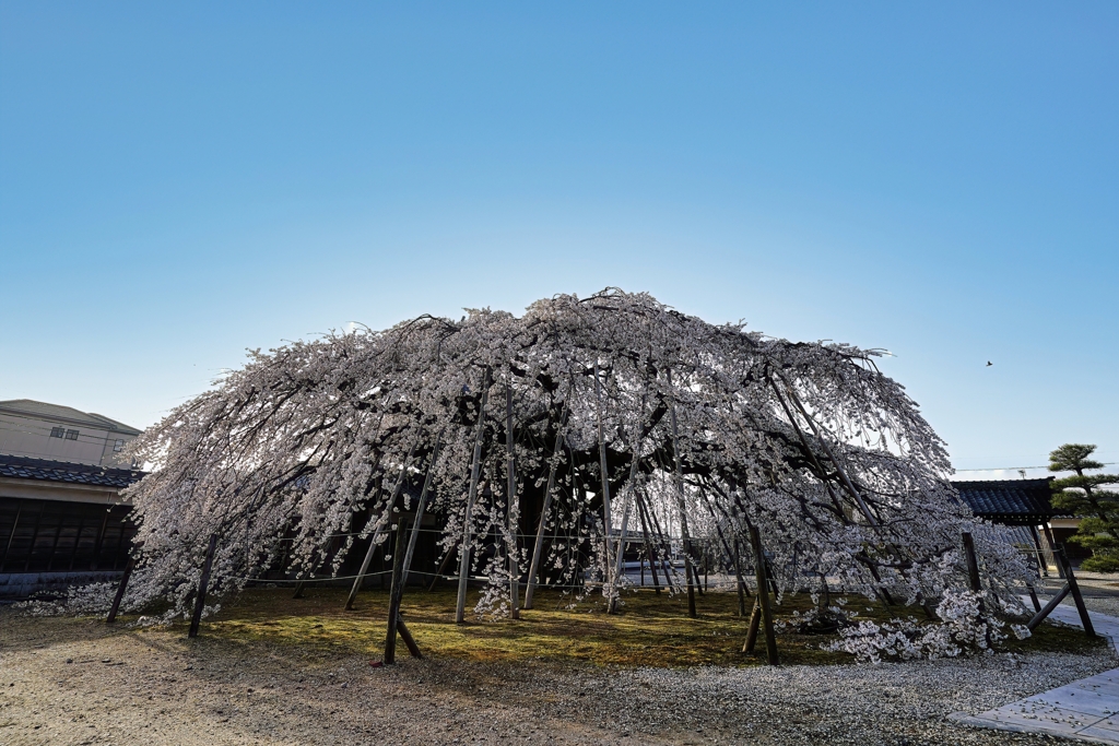 枝垂桜　３/２５