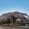 枝垂桜　３/２５