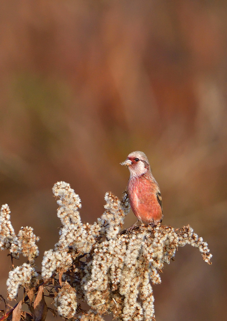 赤い鳥　１２/１２❷