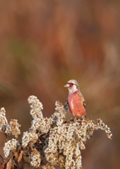 赤い鳥　１２/１２❷