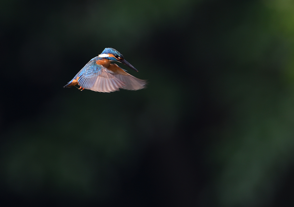 ホバリング　６/２０❶