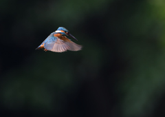 ホバリング　６/２０❶