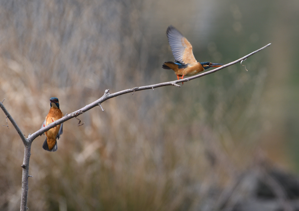 _190317_085817 DSC_7984