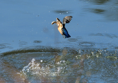 魚を・・・・❺