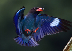 ブッポウソウ　７/２❽