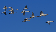 コハクチョウ　２/６❸