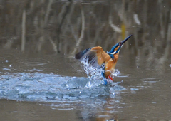 いつもの公園　２/１３❷