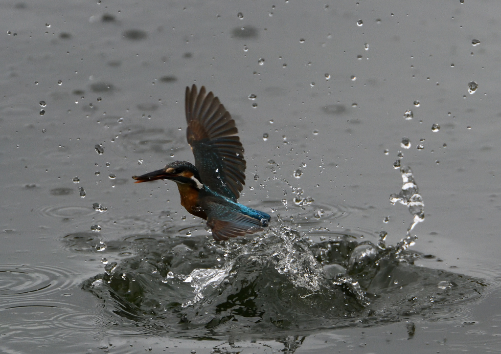 今日のカワセミ❽