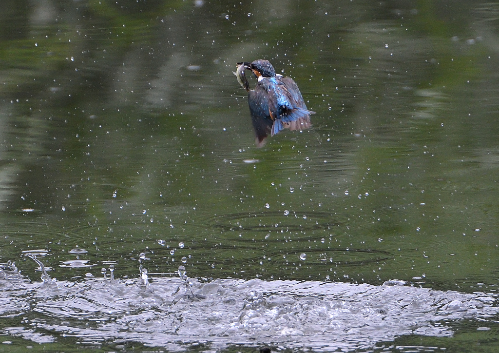 ダイブ　７/５❷