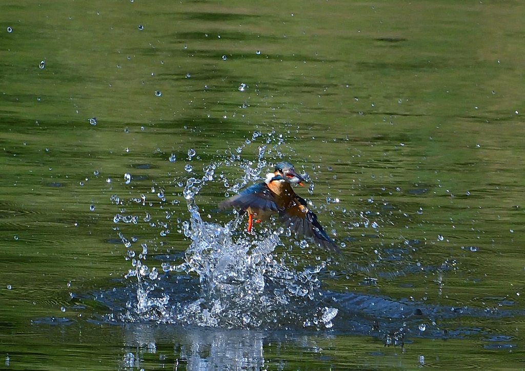 魚を・・・・・・　５/５❹