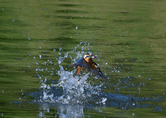 魚を・・・・・・　５/５❹