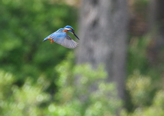 ホバ　４/１９❶