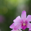 ランの花　９/２８