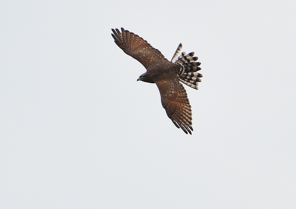 サシバの飛翔　９/２７❸