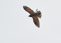 サシバの飛翔　９/２７❸