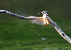 止まり木　８/１９❶