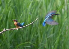 カワセミの交尾　５/２６❾