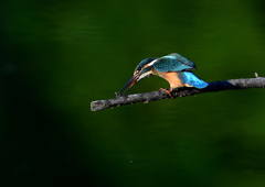 いつもの公園で　８/１７①