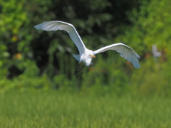 チュウサギ　８/２７