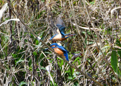 オスとメス　３/１７❷