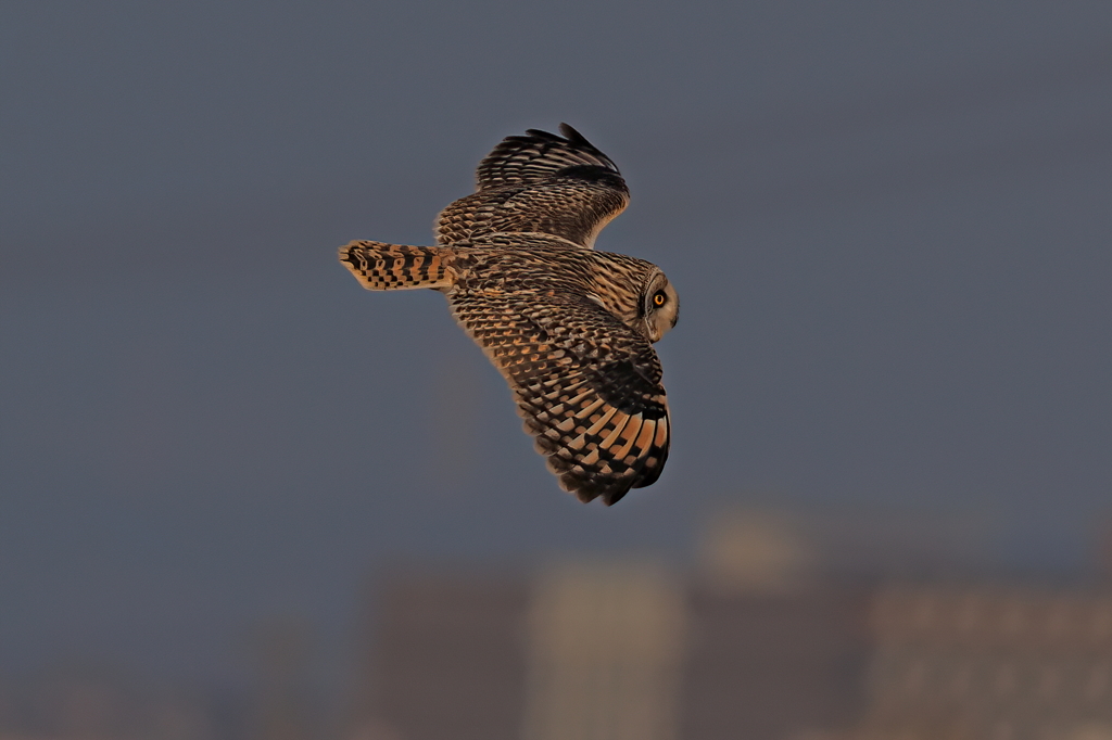 コミミズク　１/１６➌