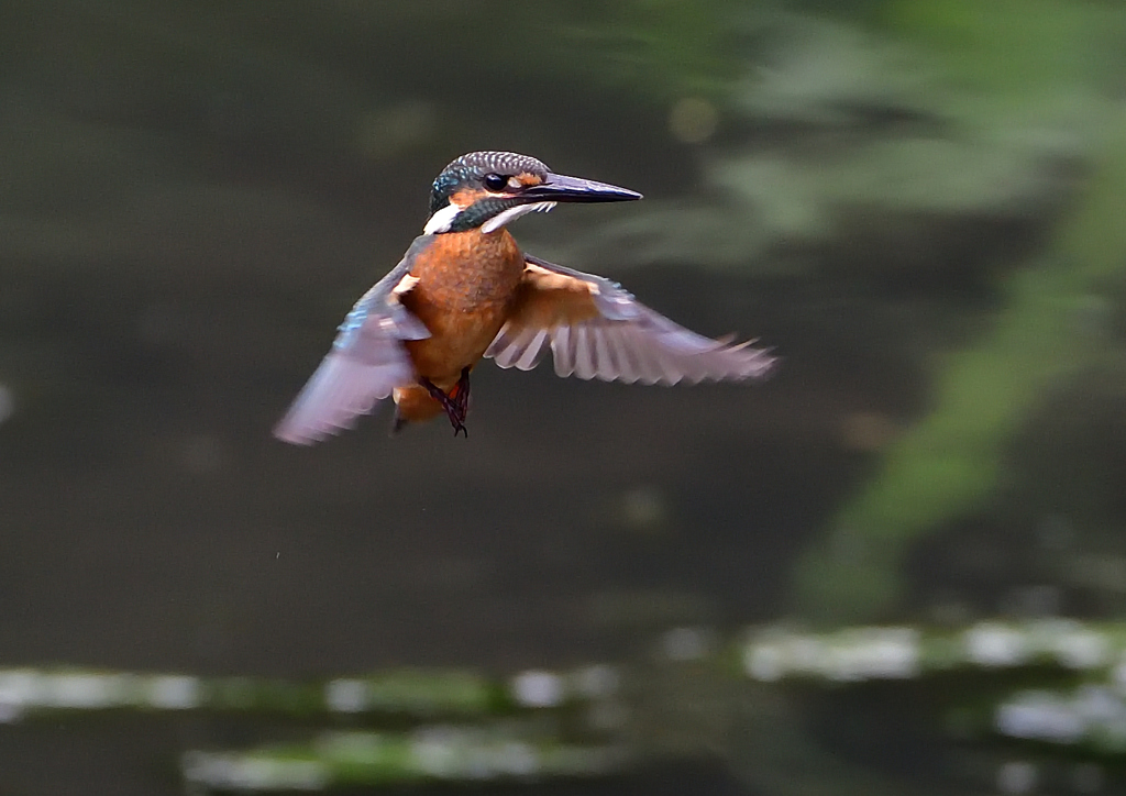 ホバリング　７/２９⑦