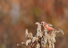 赤い鳥　１２/１２❸