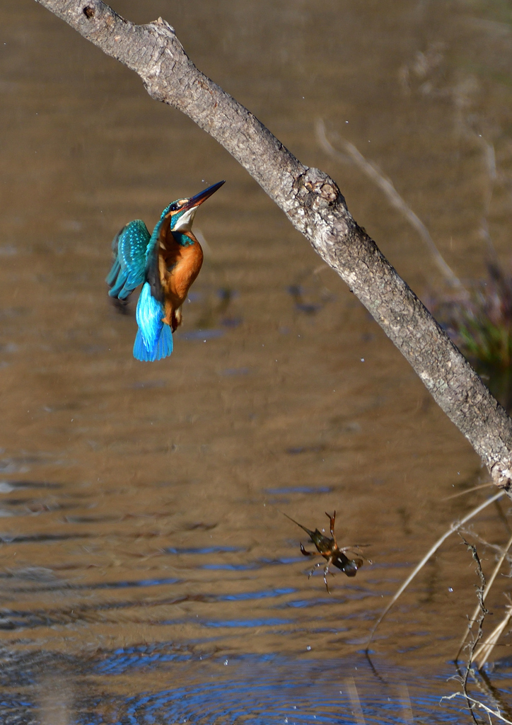 ザリガニを・・・・・・　１/２９❼