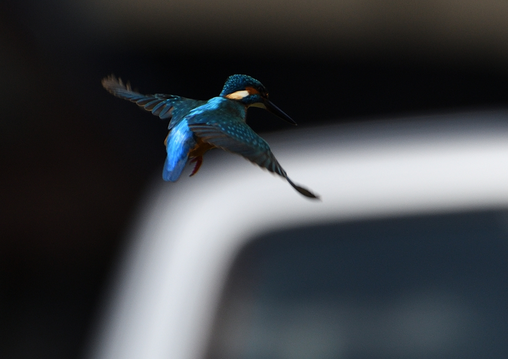 ホバ　４/１５❹