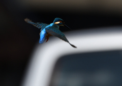 ホバ　４/１５❹